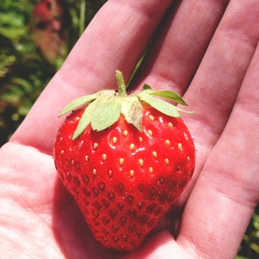 strawberry-picking